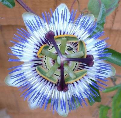 خواص پشن فروت و میوه آن 