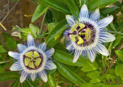 خواص و مزیت های میوه گل ساعتی 