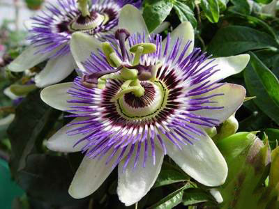 آشنایی با خواص گل ساعتی