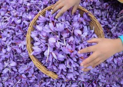 خواص گلبرگ زعفران