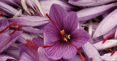 فواید گلبرگ زعفران