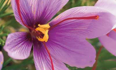 برگ های زعفران چه فوایدی دارند