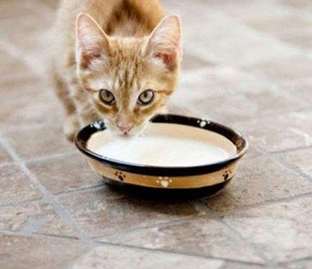 شیر ترش شده و تاریخ گذشته,استفاده مفید از شیر بریده شده و ترش شده,استفاده از شیر بریده شده