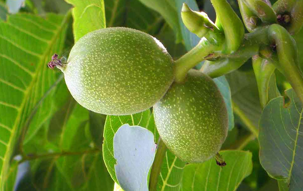 معرفی و فروش پربارترین نهال گردوی جهان