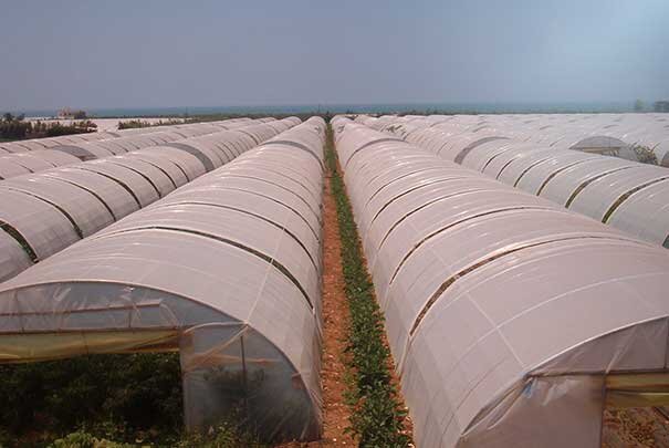 همه چیز درباره پلاستیک‌های گلخانه‌ای، کشاورزی و  عریض