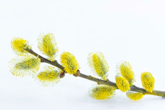 بیدمشک خواص