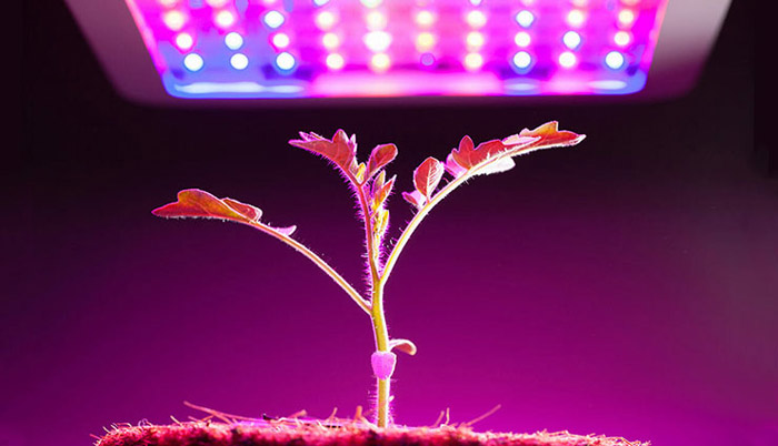 چراغ رشد گیاه چیست