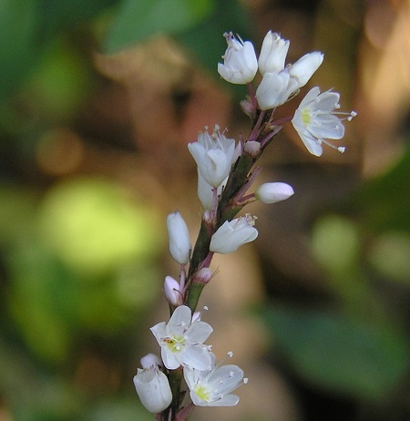  خواص درمانی گیاه فلفل آبی, فلفل آبی, خواص فلفل آبی