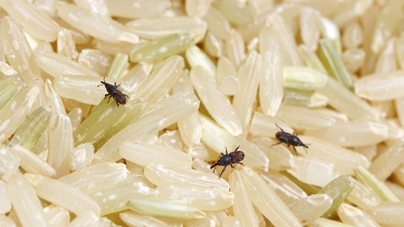 هنگام خرید برنج ایرانی به چه نکاتی باید توجه کنیم؟