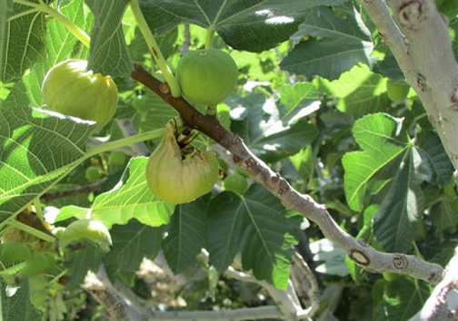 از جاذبه های تاریخی و طبیعی تا مسجد جامع کبیر نی ریز شاهکاری در دوره ساسانی